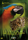 ВОКРУГ СВЕТА - Pantanal & The Amazon DVD